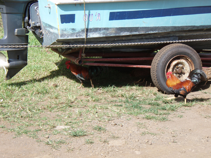 Roosters and chickens everywhere but you can't buy one