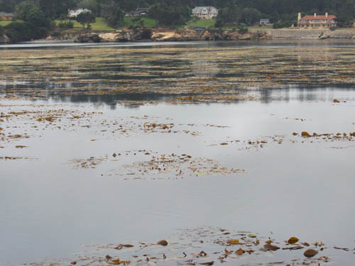 040 Kelp 2