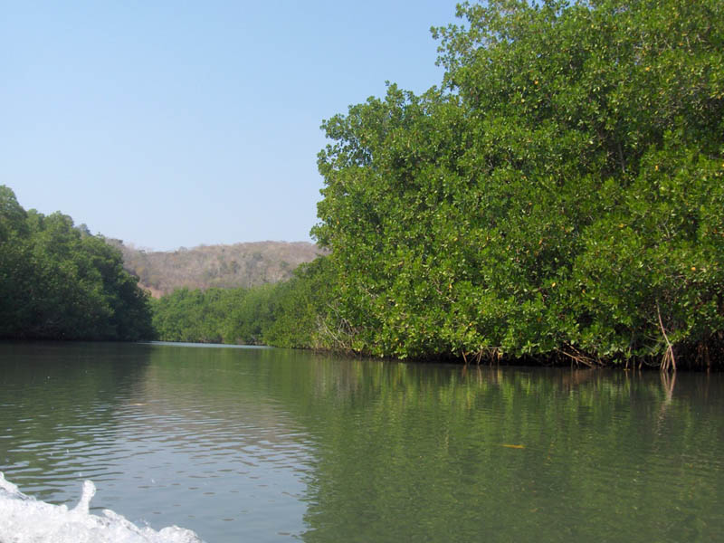 Mangrove Trip 012