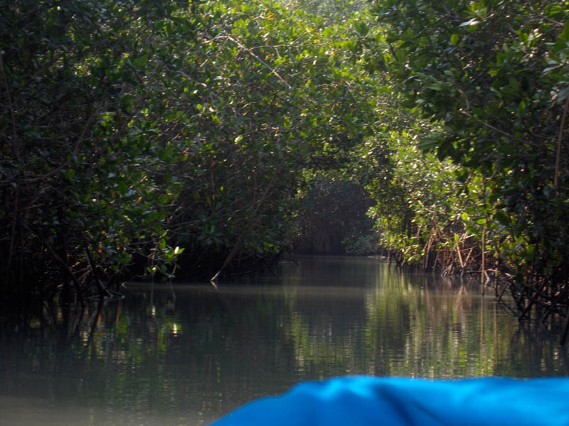 Mangrove Trip 019