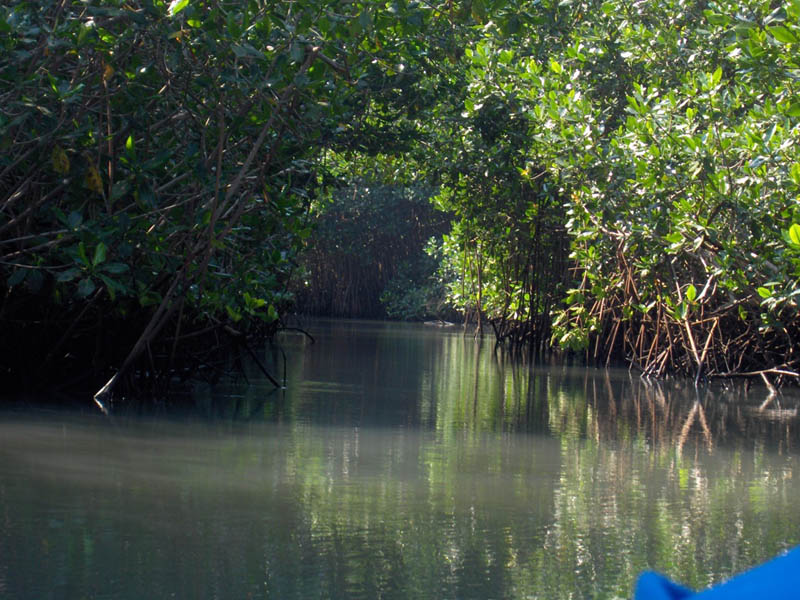 Mangrove Trip 020