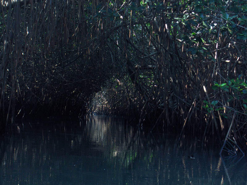 Mangrove Trip 023