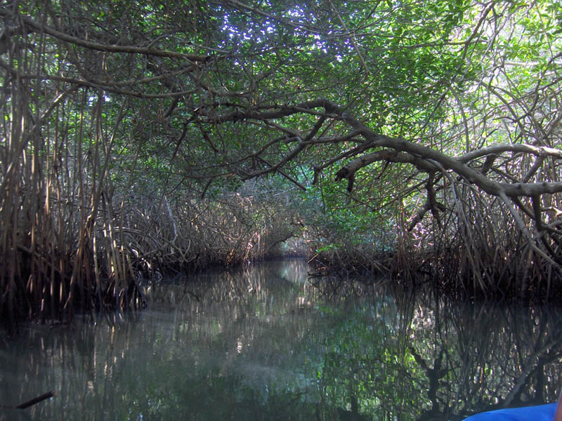 Mangrove Trip 026