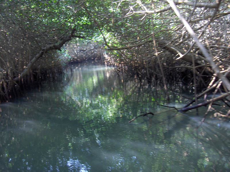Mangrove Trip 029