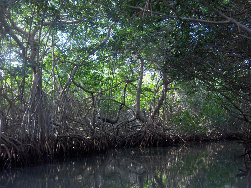 Mangrove Trip 030