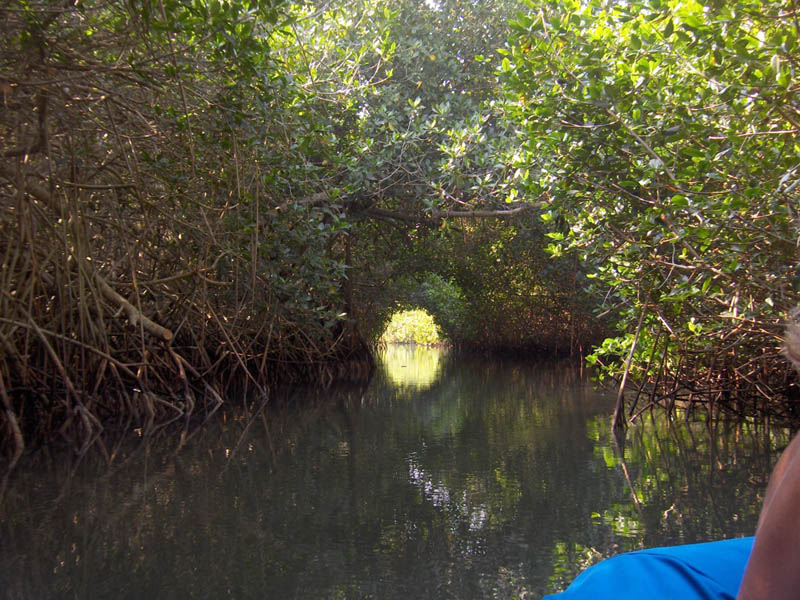 Mangrove Trip 033