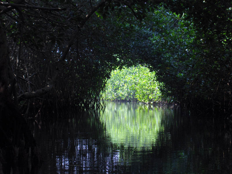 Mangrove Trip 034