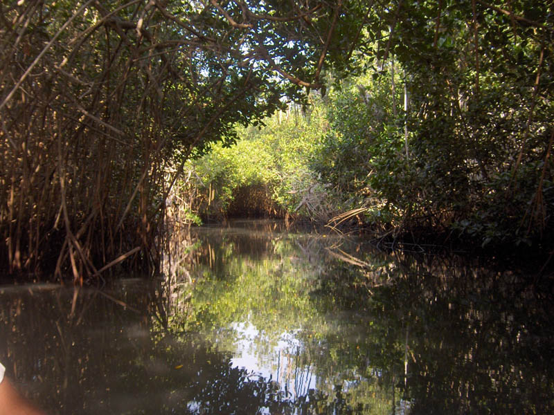 Mangrove Trip 047
