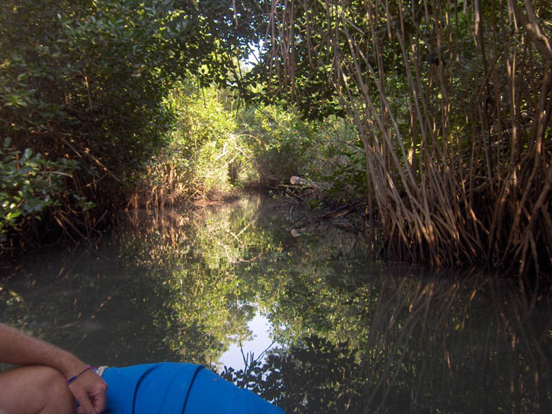 Mangrove Trip 051