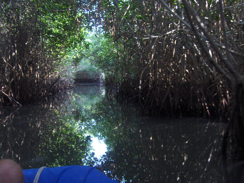 Mangrove Trip 053