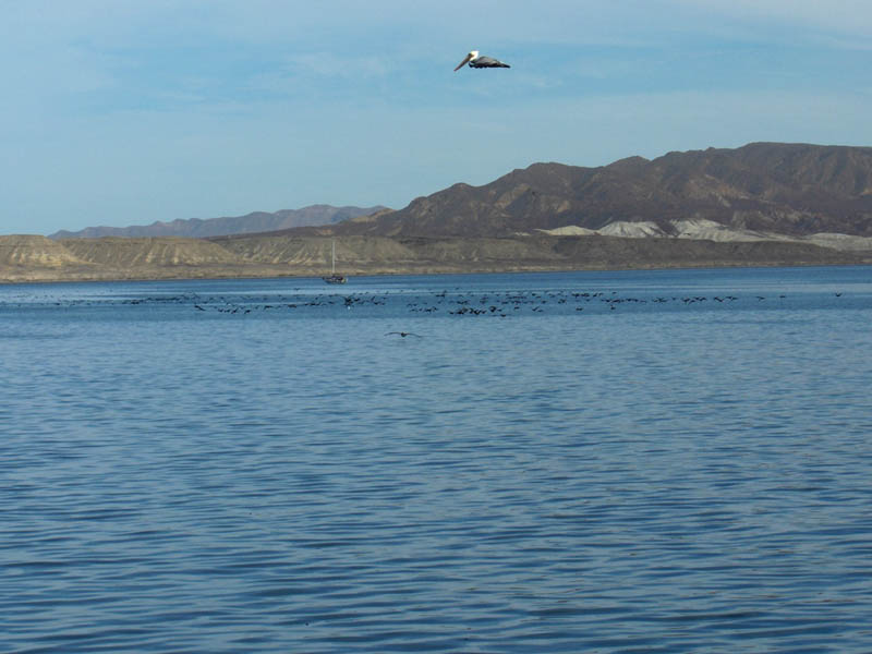 Birds taking wing II