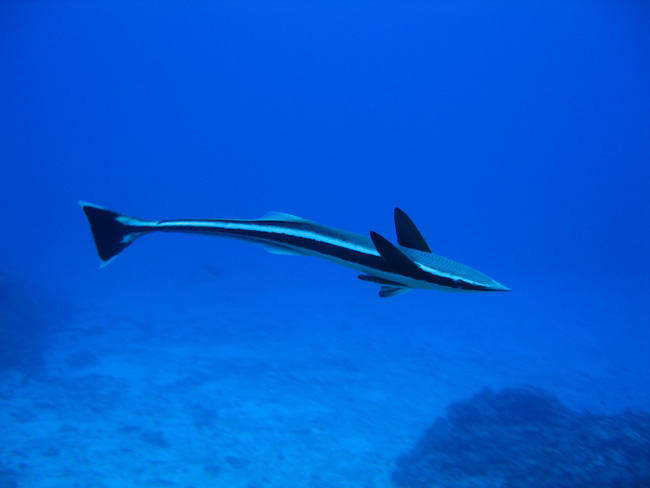 A Cave Dive in Nuie - by Cool Bananas (7)
