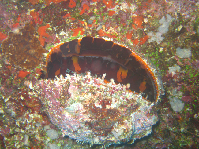 Clam  - by Cool Bananas