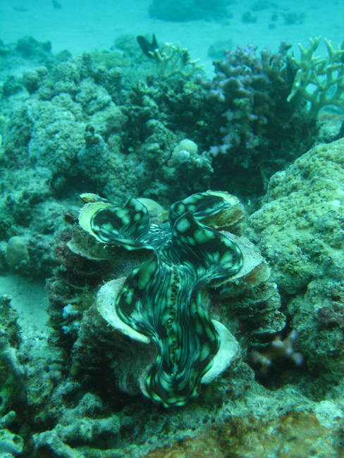 Clam in the coral - by Cool Bananas