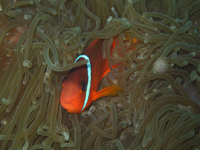 Clown Fish in the Kelp - by Cool Bananas
