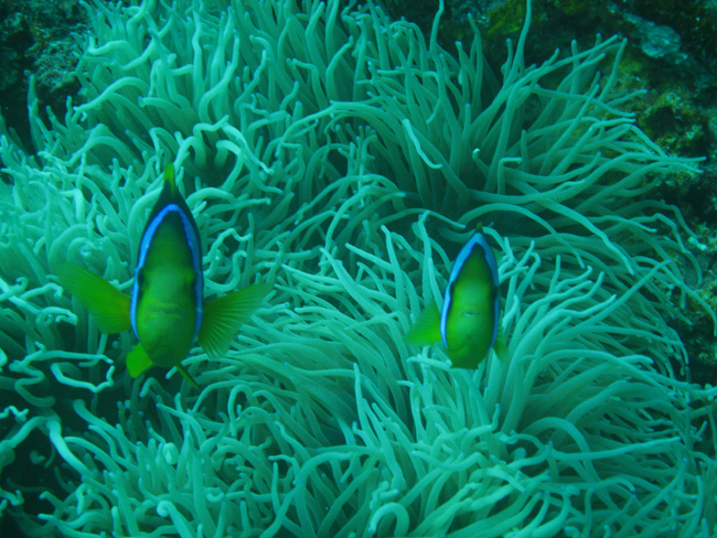 Clown Fish in the Kelp