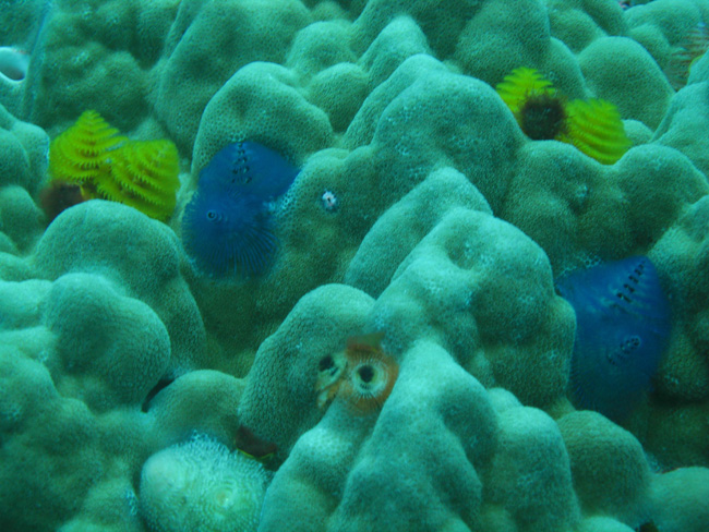 Colourful stuff in the coral - by Cool Bananas