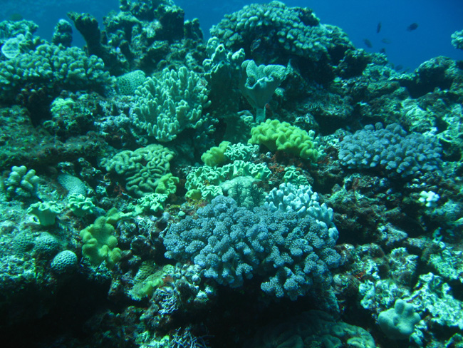 Coral Garden - by Cool Bananas