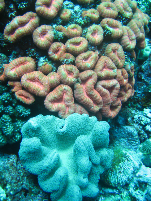 Coral formations - by Cool Bananas