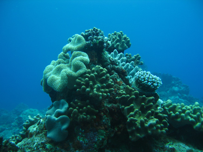 Coral mound - by Cool Bananas