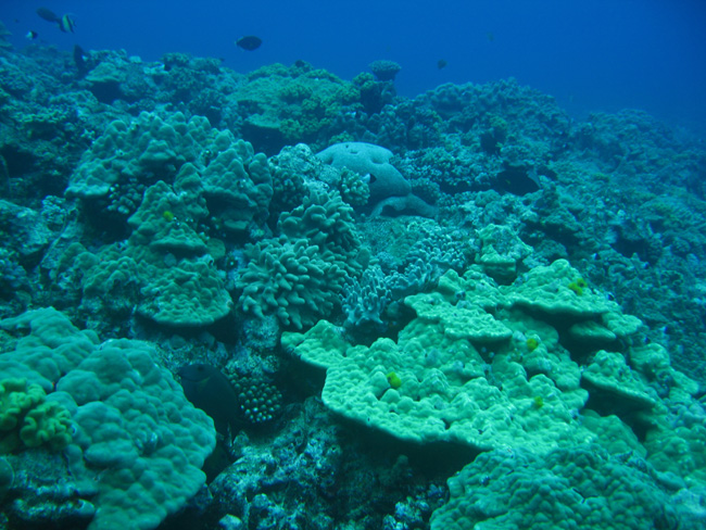 Fine Coral Garden