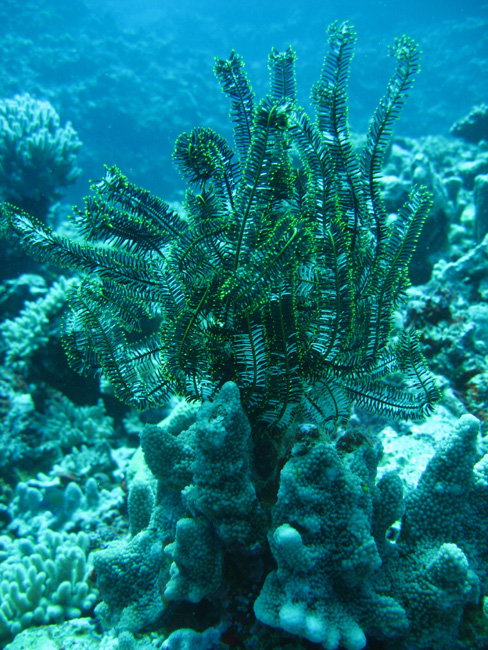Fine Kelp - by Cool Bananas