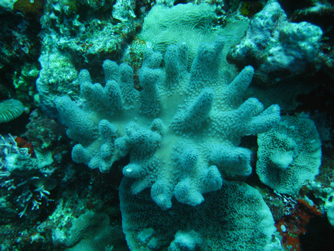 Finger Coral  - by Cool Bananas