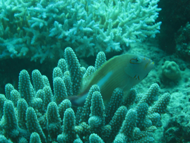 Fish hiding in the coral - by Cool Bananas