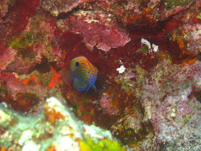 Fish in red coral - by Cool Bananas