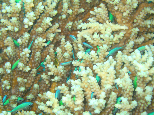 Fish in the coral - by Cool Bananas