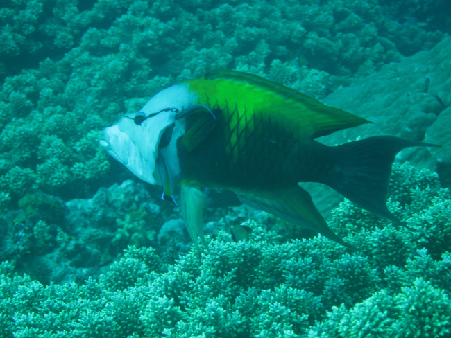 Fish over coral - by Cool Bananas