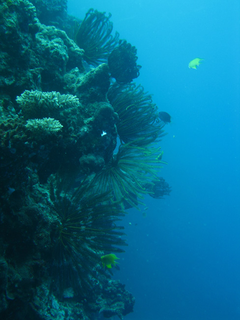 Kelp growing on coral - by Cool Bananas