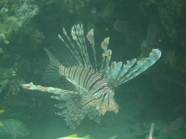 Lion Fish - by Cool Bananas
