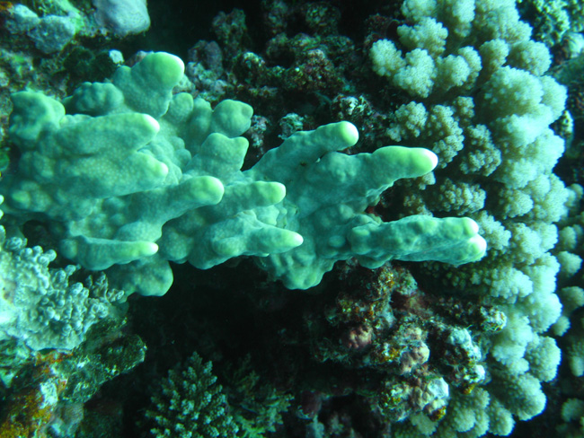 Moorea Underwater delights - by Cool Bananas (10)