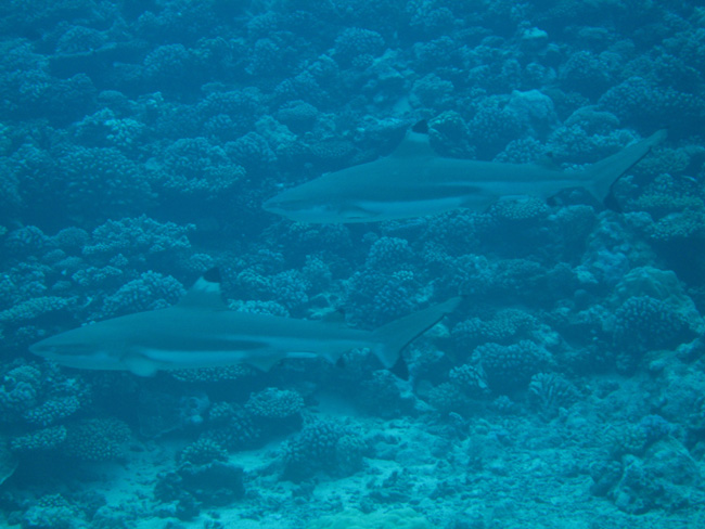 Moorea Underwater delights - by Cool Bananas (11)