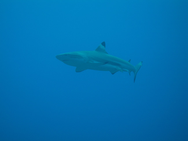 Moorea Underwater delights - by Cool Bananas (12)