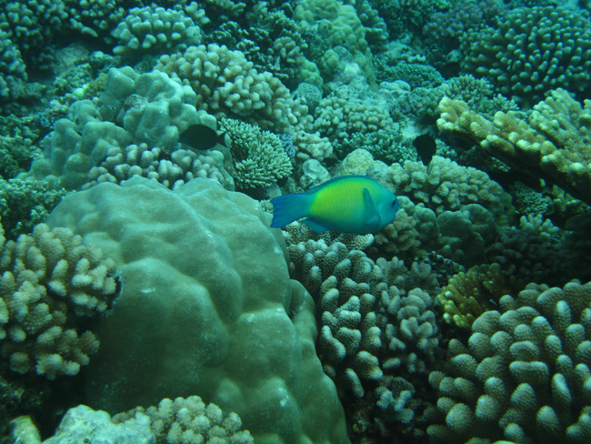 Moorea Underwater delights - by Cool Bananas (14)