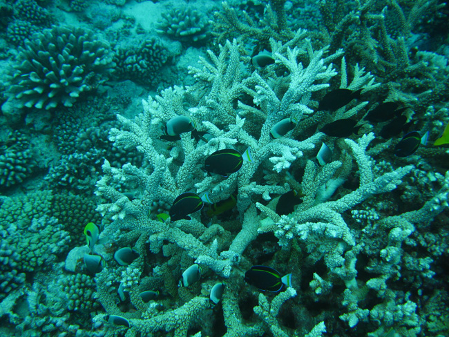 Moorea Underwater delights - by Cool Bananas (17)