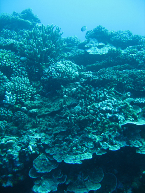 Moorea Underwater delights - by Cool Bananas (21)