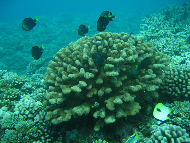 Moorea Underwater delights - by Cool Bananas (23)