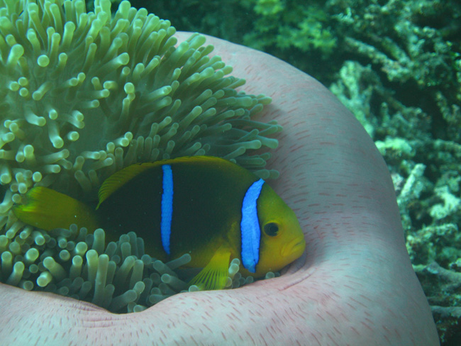 Moorea Underwater delights - by Cool Bananas (24)