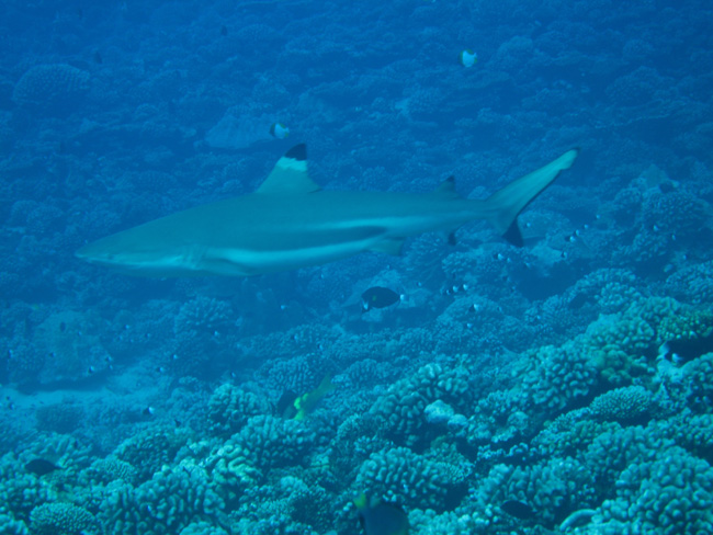 Moorea Underwater delights - by Cool Bananas (3)