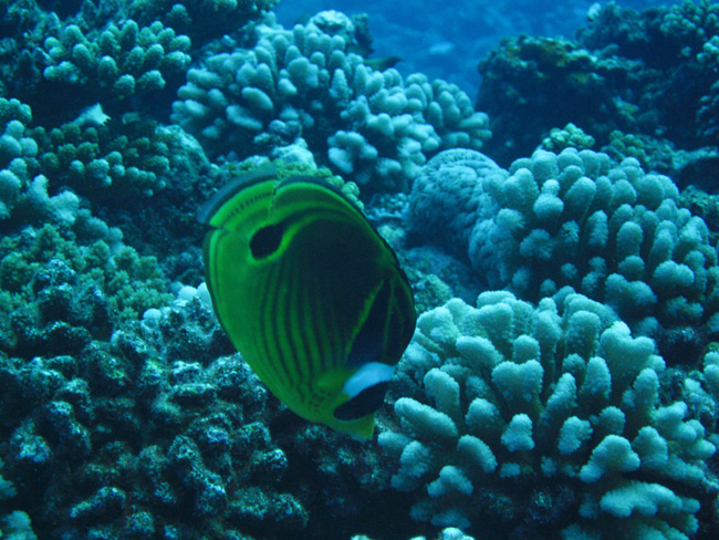 Moorea Underwater delights - by Cool Bananas (4)