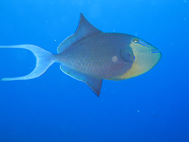 Moorea Underwater delights - by Cool Bananas (6)