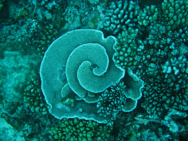 Moorea Underwater delights - by Cool Bananas (7)