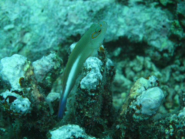 Moorea Underwater delights - by Cool Bananas (9)