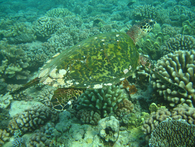 Moorea Underwater delights - by Cool Bananas