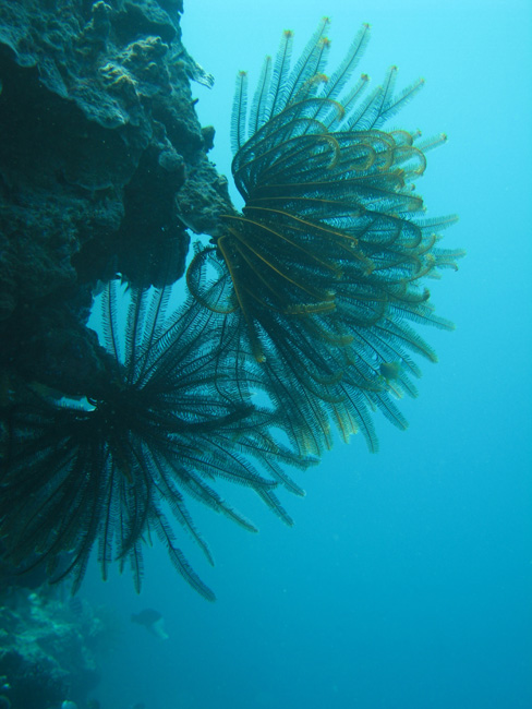More Kelp  - by Cool Bananas