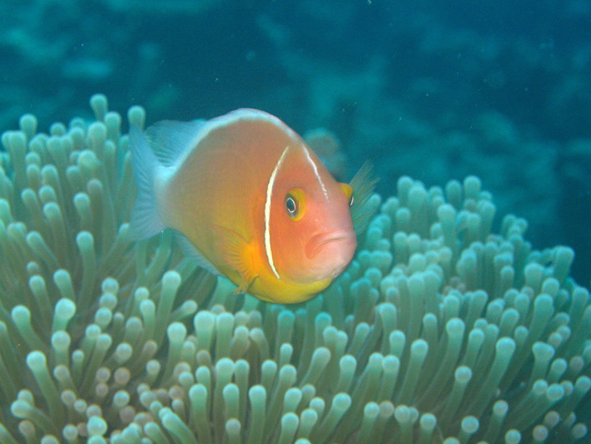 Nemo - by Cool Bananas