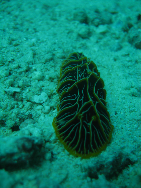 Sea Cucumber - Maybe - by Cool Bananas